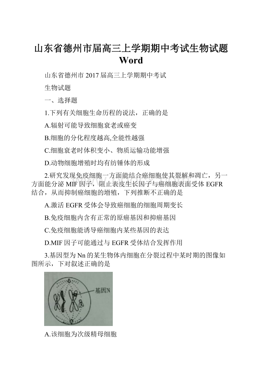 山东省德州市届高三上学期期中考试生物试题 Word.docx