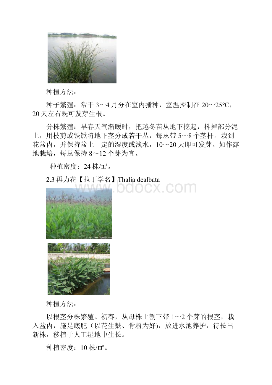 人工湿地水生植物配置以与种植方法种植间距等.docx_第3页