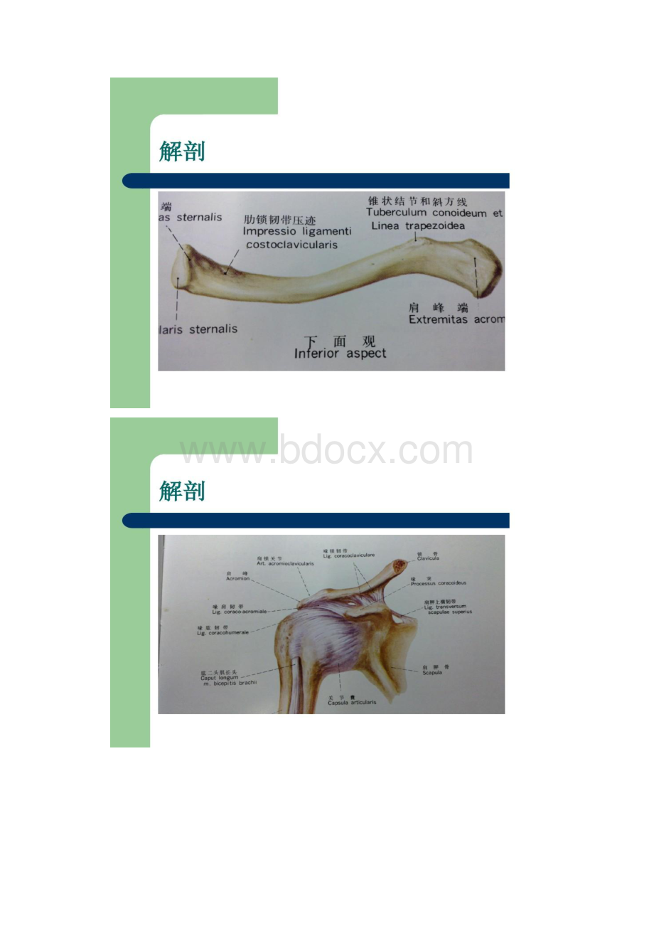 锁骨骨折的治疗.docx_第2页