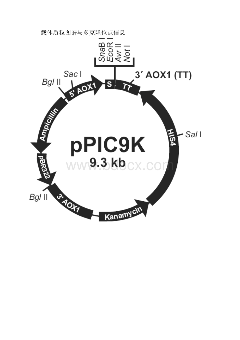 pPIC9K序列.docx_第2页