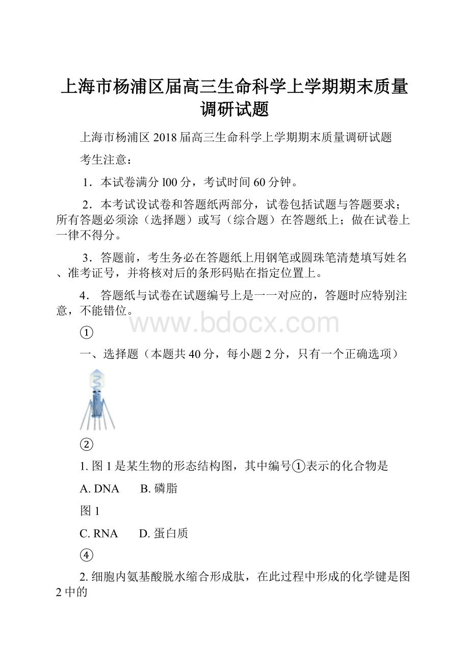 上海市杨浦区届高三生命科学上学期期末质量调研试题.docx_第1页