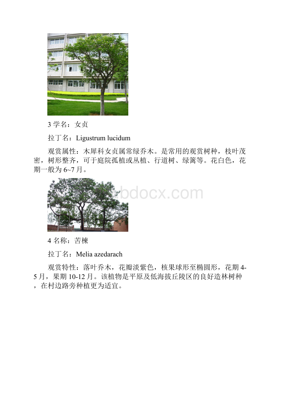 北方常见树种Word格式.docx_第2页