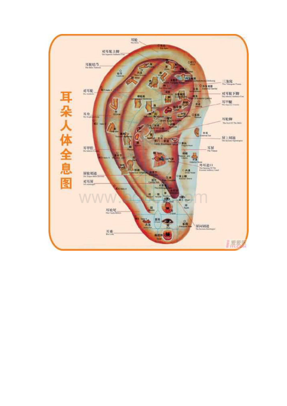 标准耳穴图Word格式文档下载.docx_第2页