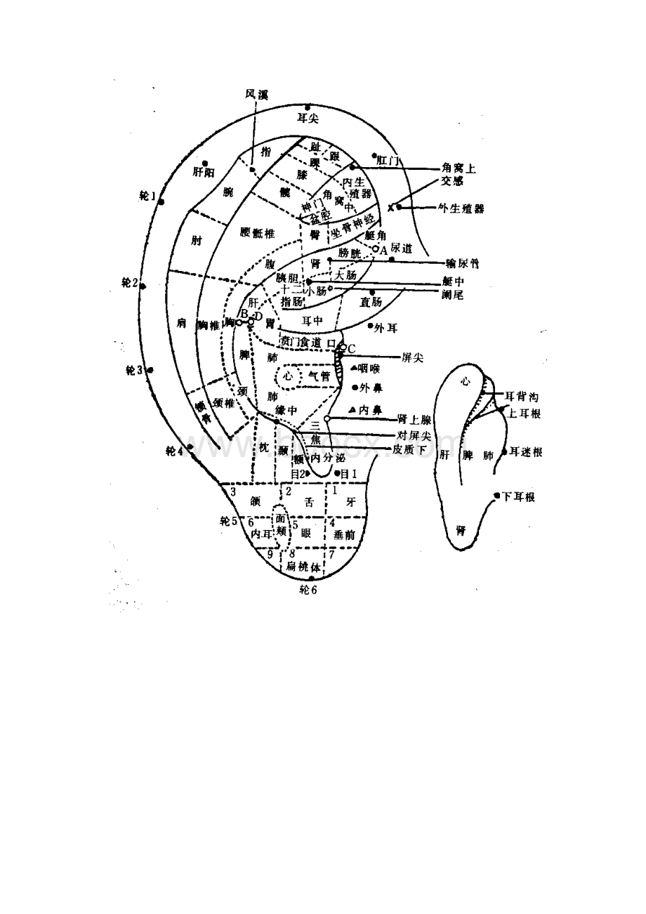 标准耳穴图Word格式文档下载.docx_第3页