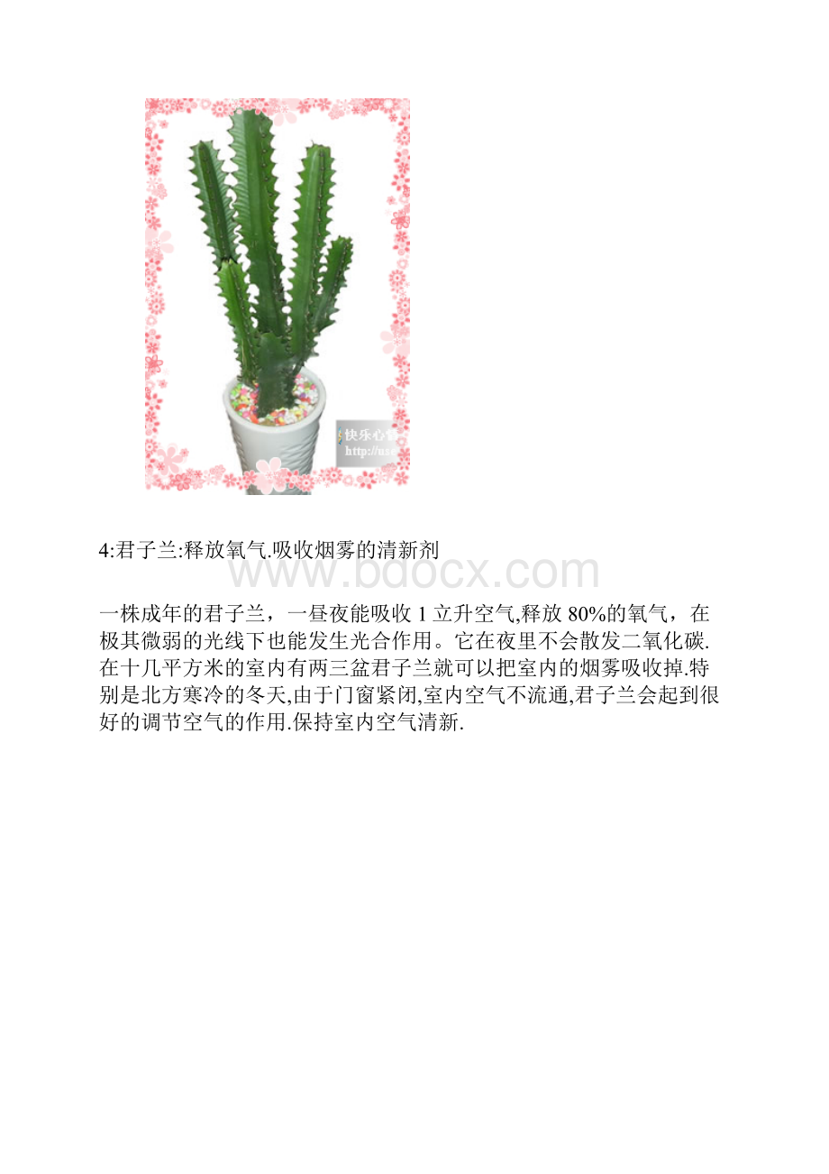 室内适合养的花.docx_第3页