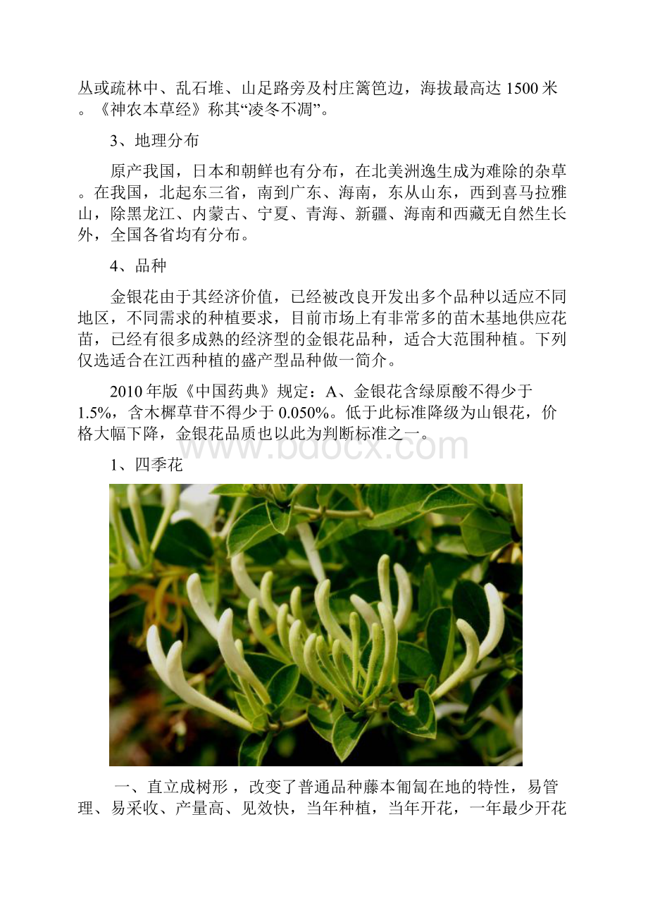 金银花种植投资综合分析报告.docx_第2页