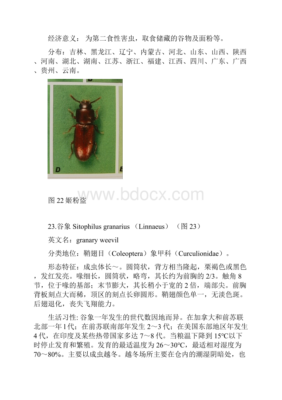 常见重要储粮害虫41种三.docx_第3页