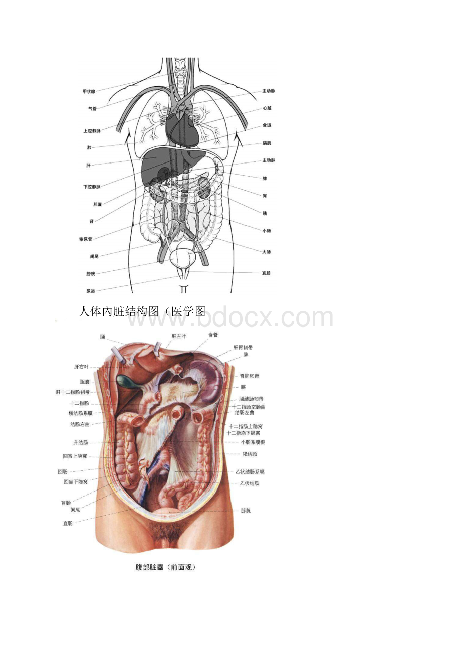 人体内脏结构穴位医学图谱14幅高清版Word格式文档下载.docx_第2页