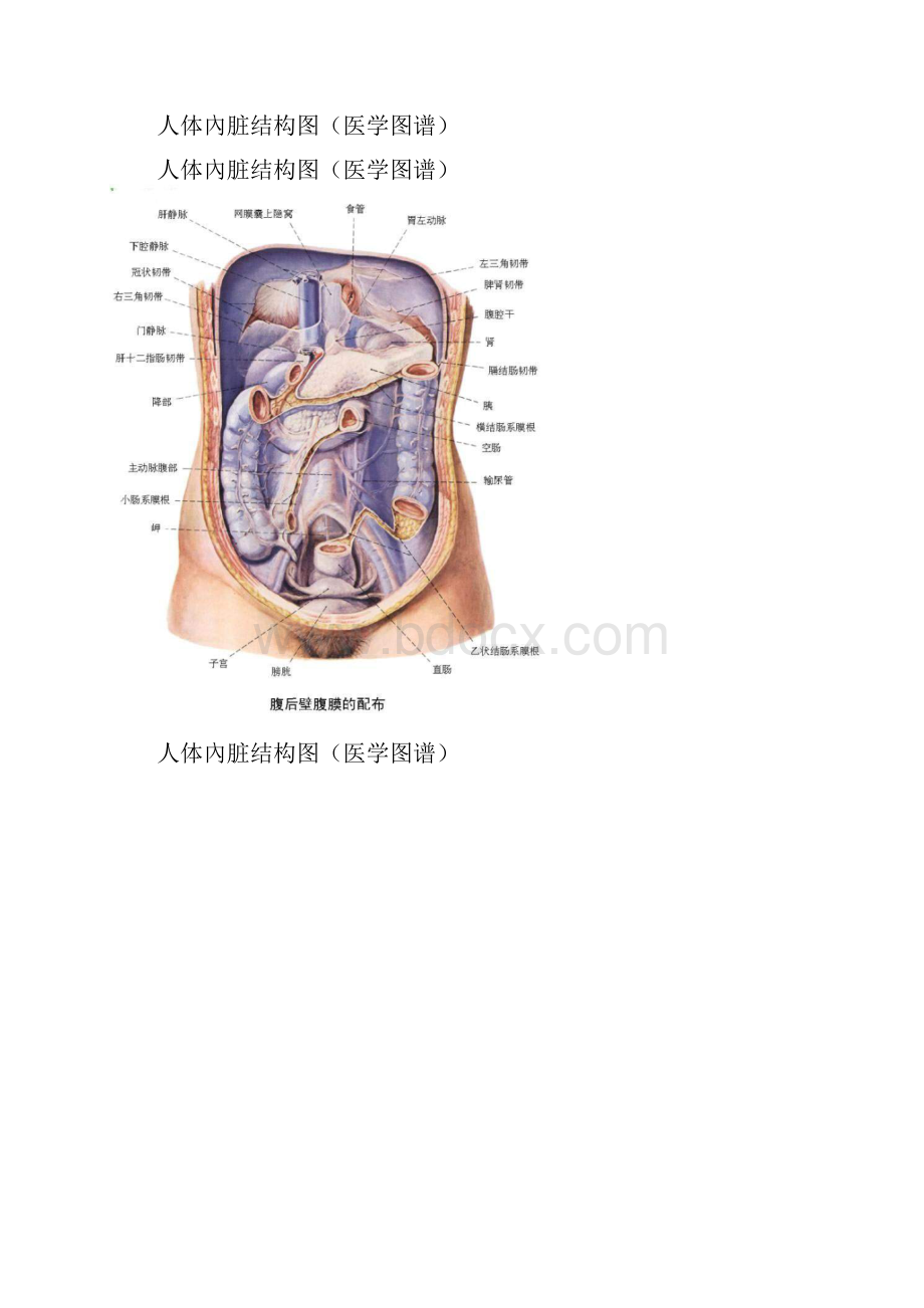 人体内脏结构穴位医学图谱14幅高清版Word格式文档下载.docx_第3页