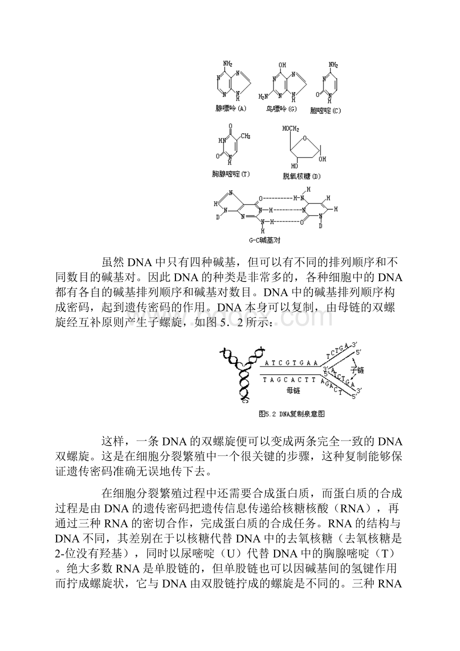 癌是怎样产生的doc.docx_第2页