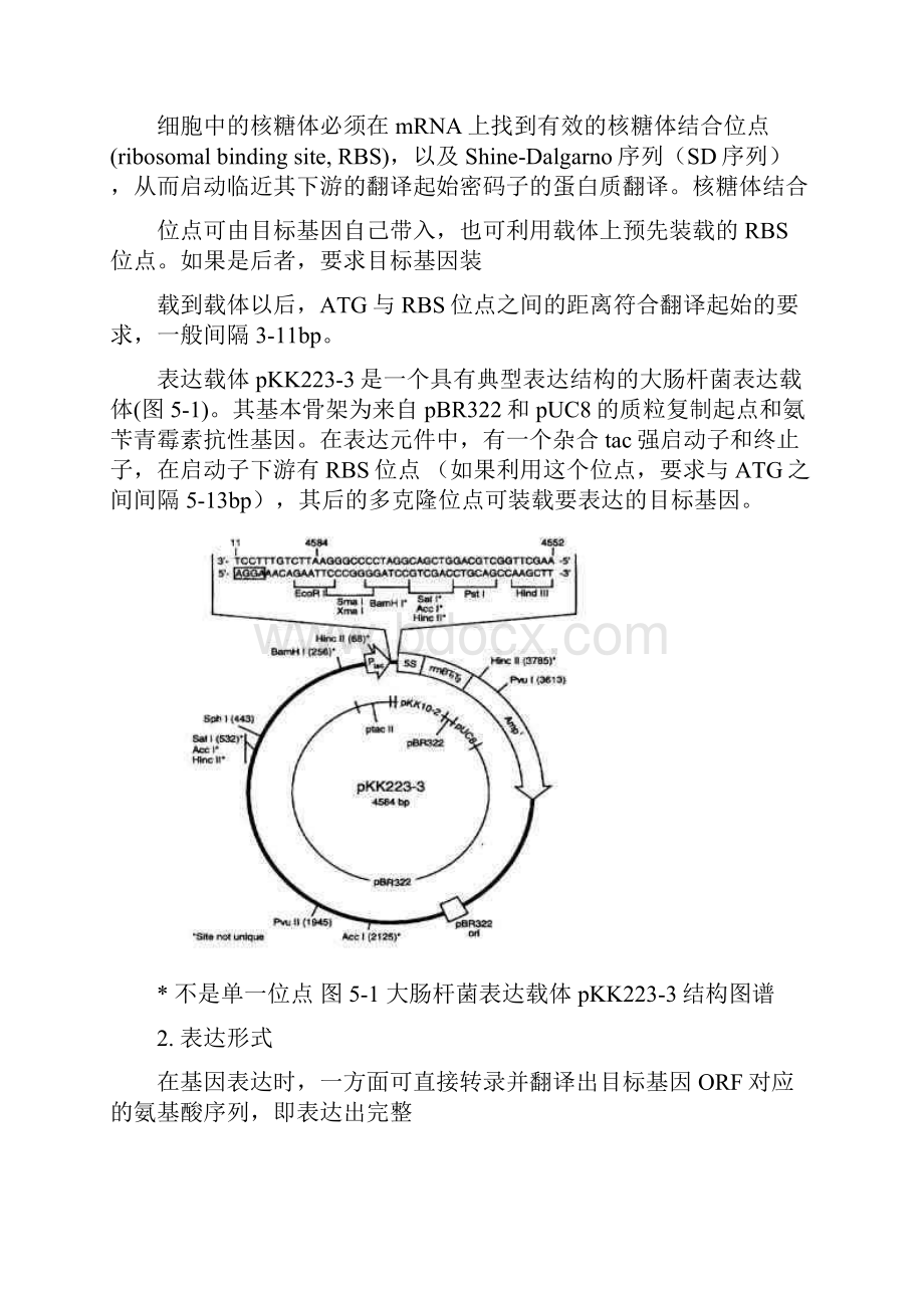 表达载体Word格式.docx_第3页