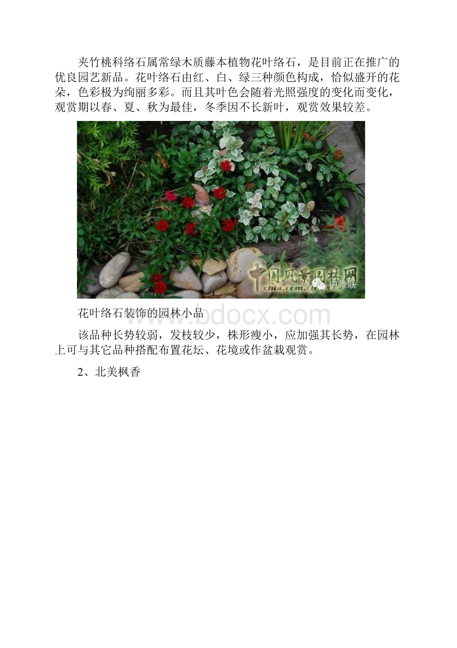 植物造景彩叶树种Word格式.docx_第2页