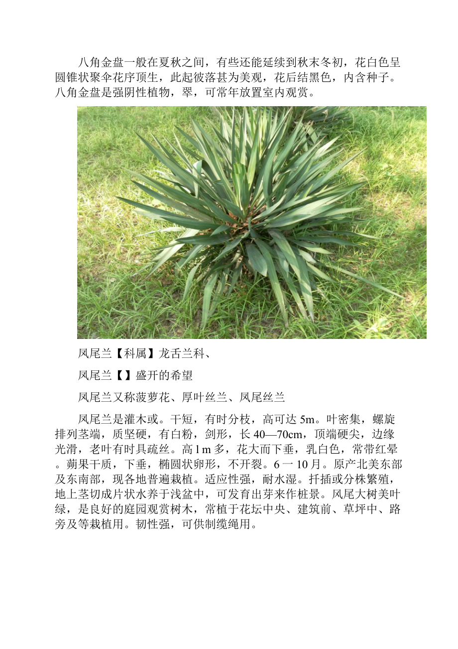 最新安徽农业大学常见植物Word格式文档下载.docx_第2页