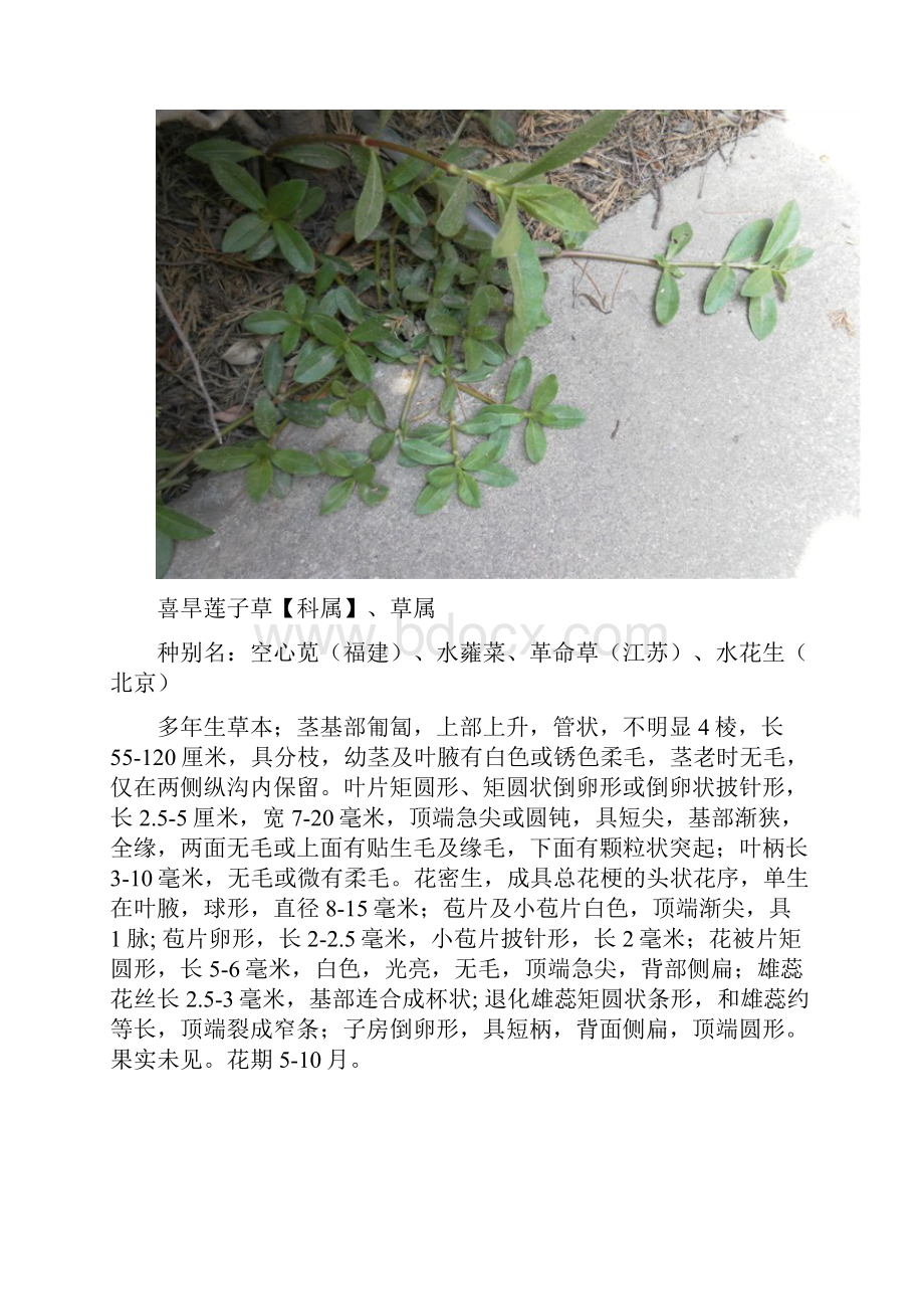 最新安徽农业大学常见植物Word格式文档下载.docx_第3页