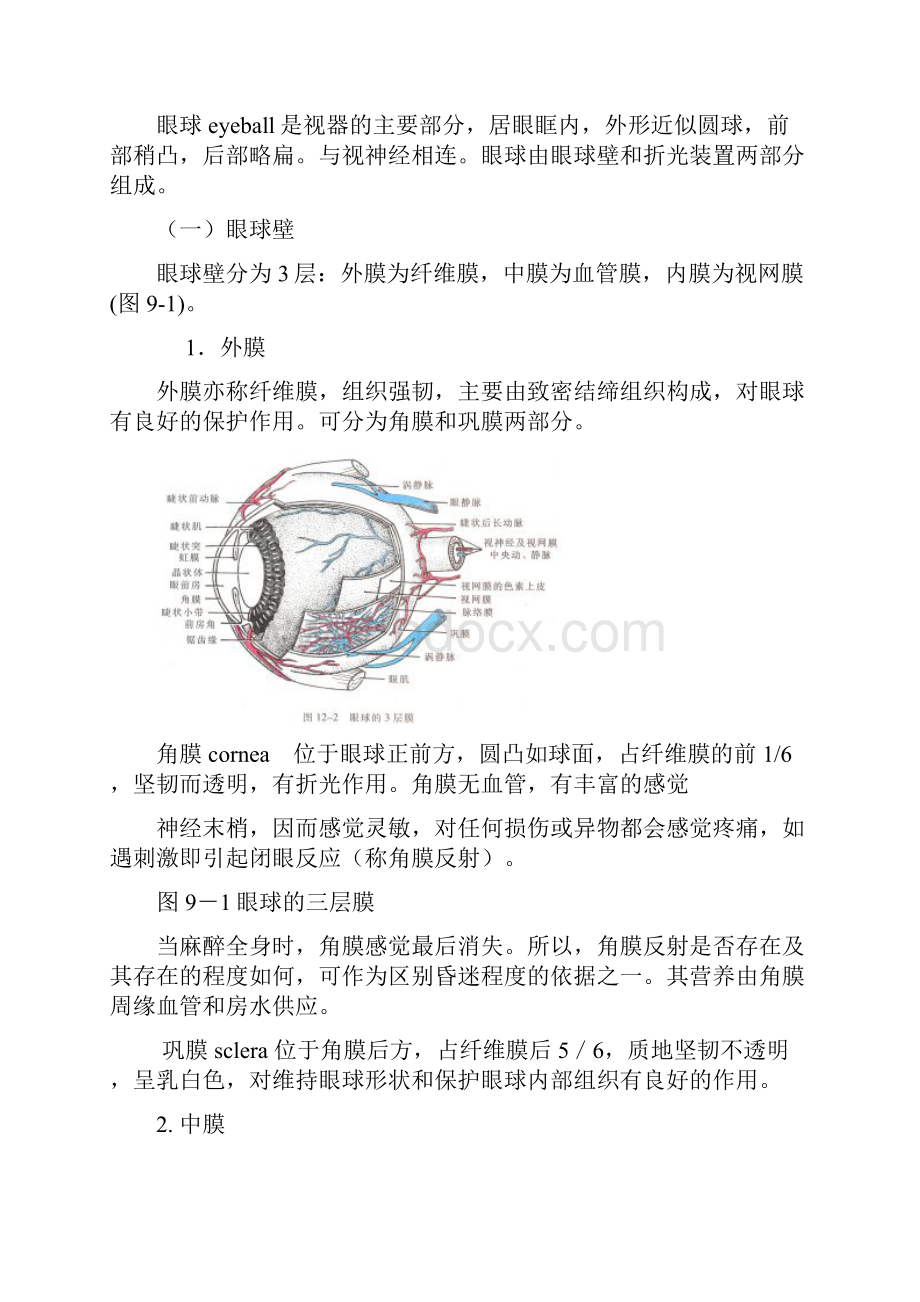 人体解剖学第九章感觉器官文档格式.docx_第3页