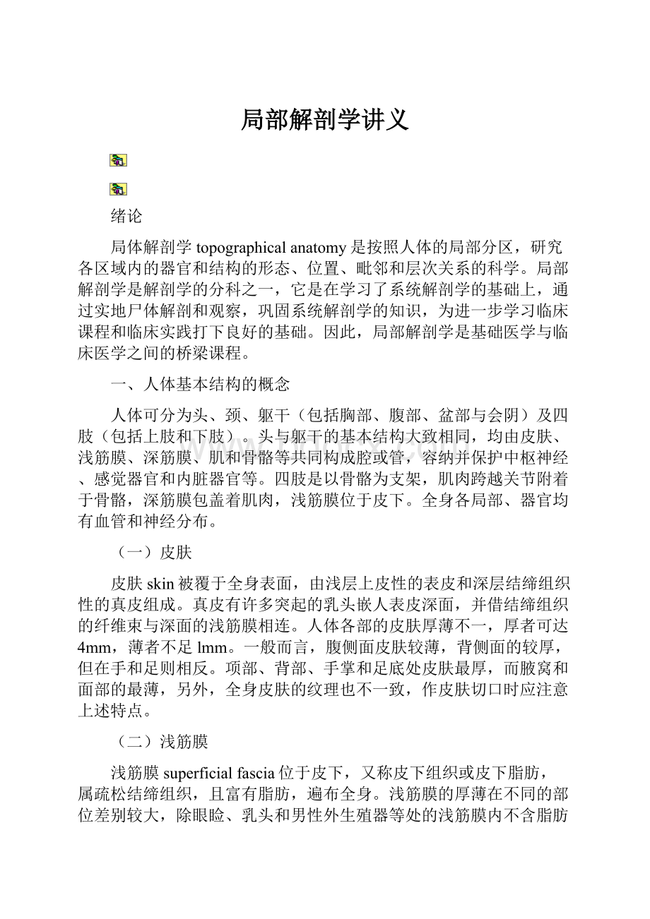 局部解剖学讲义Word格式文档下载.docx