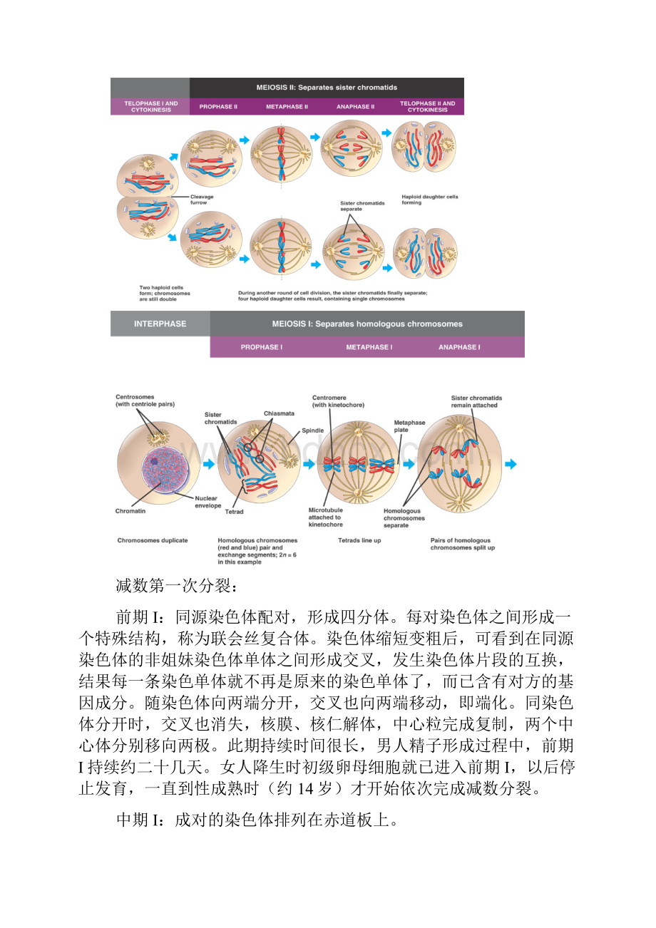 高中生物奥林匹克竞赛辅导专题讲座专题十六植物的生殖和发育.docx_第3页