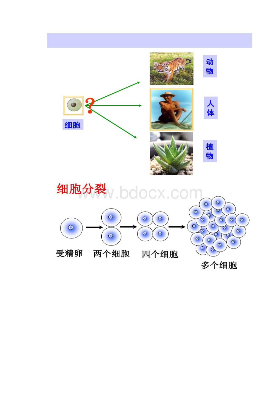 动物体的结构层次PPT汇总.docx_第2页