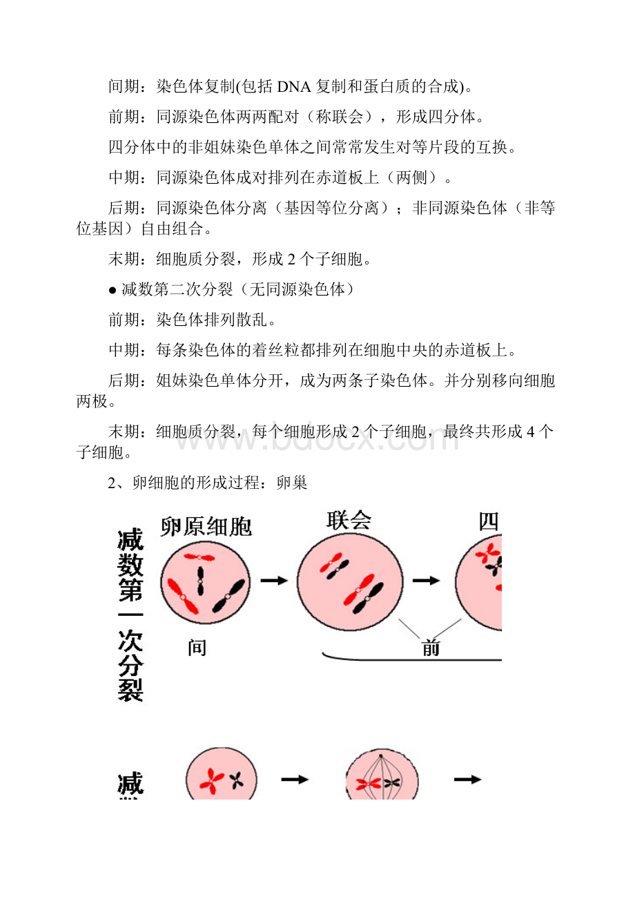 高二生物必修2复习提纲.docx_第2页