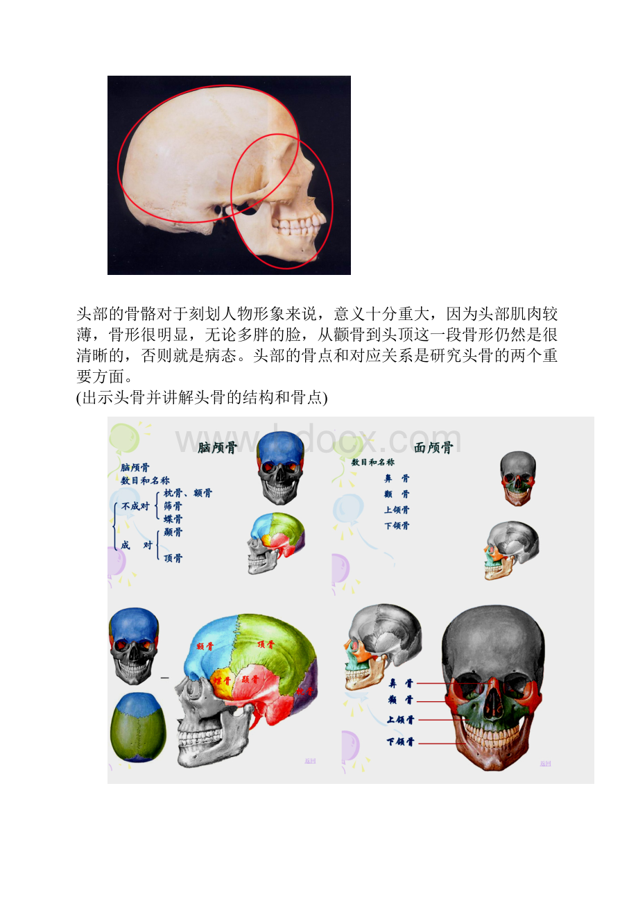 头部的解剖结构和形体结构.docx_第2页