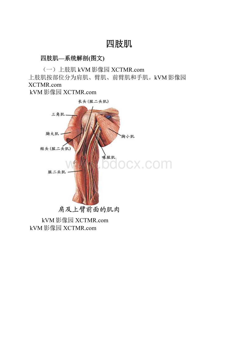 四肢肌Word格式.docx