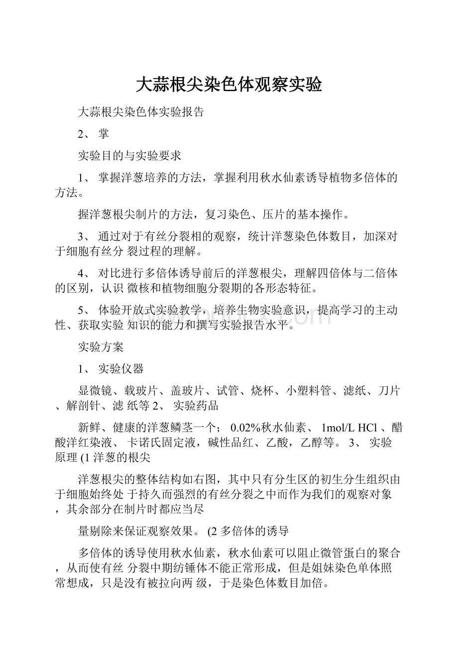 大蒜根尖染色体观察实验文档格式.docx