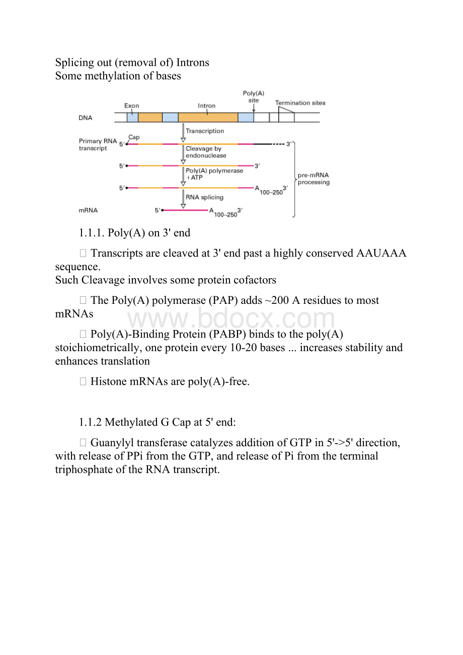 分子生物学Chapter 9 RNA Processing.docx_第2页