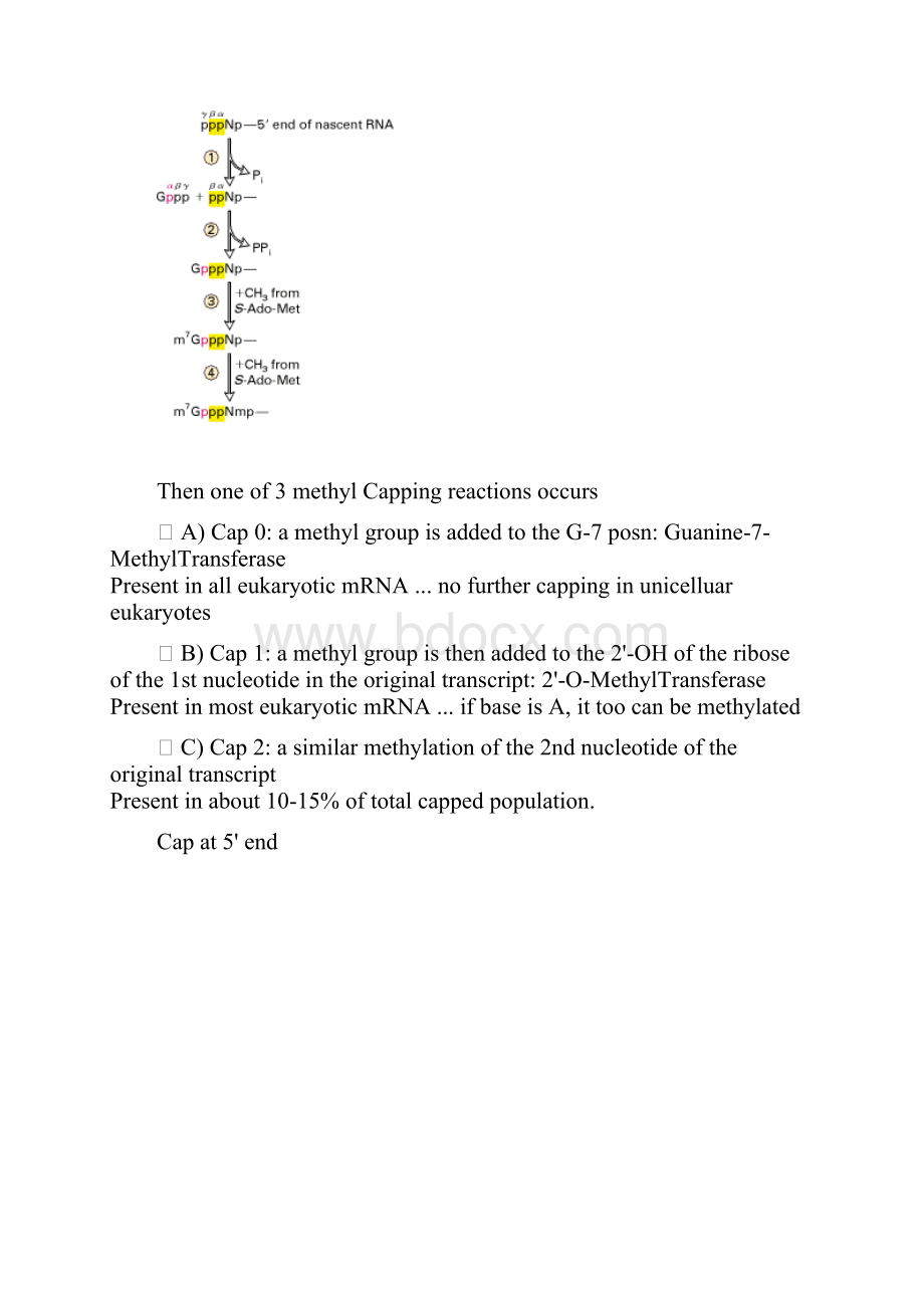 分子生物学Chapter 9 RNA Processing.docx_第3页