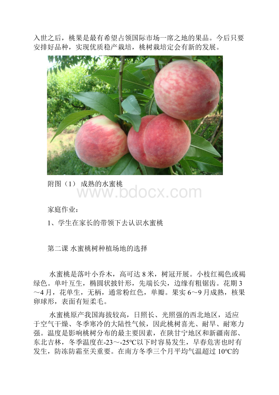 水蜜桃种植技术修订稿.docx_第3页