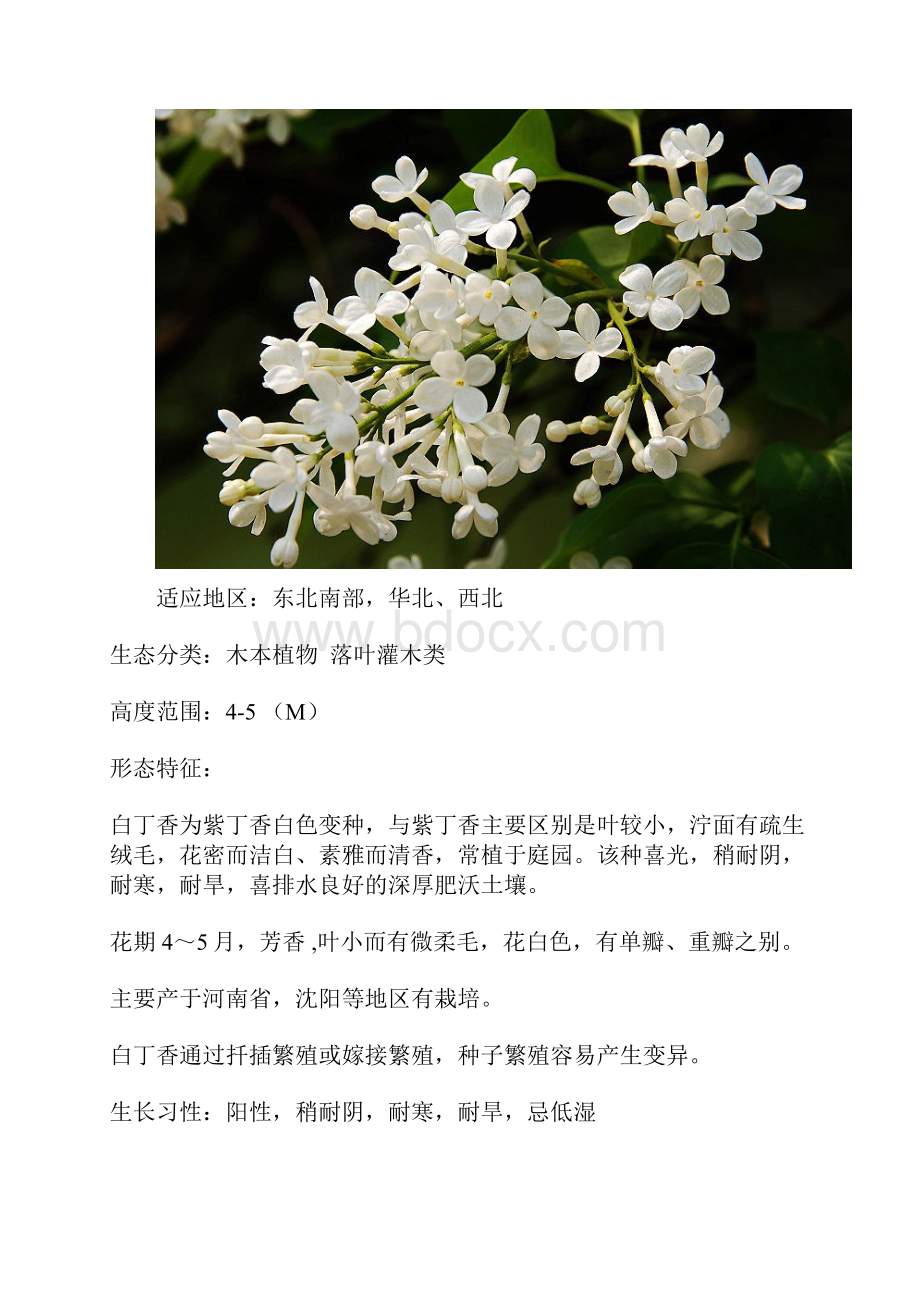 各种花卉资料汇总.docx_第2页