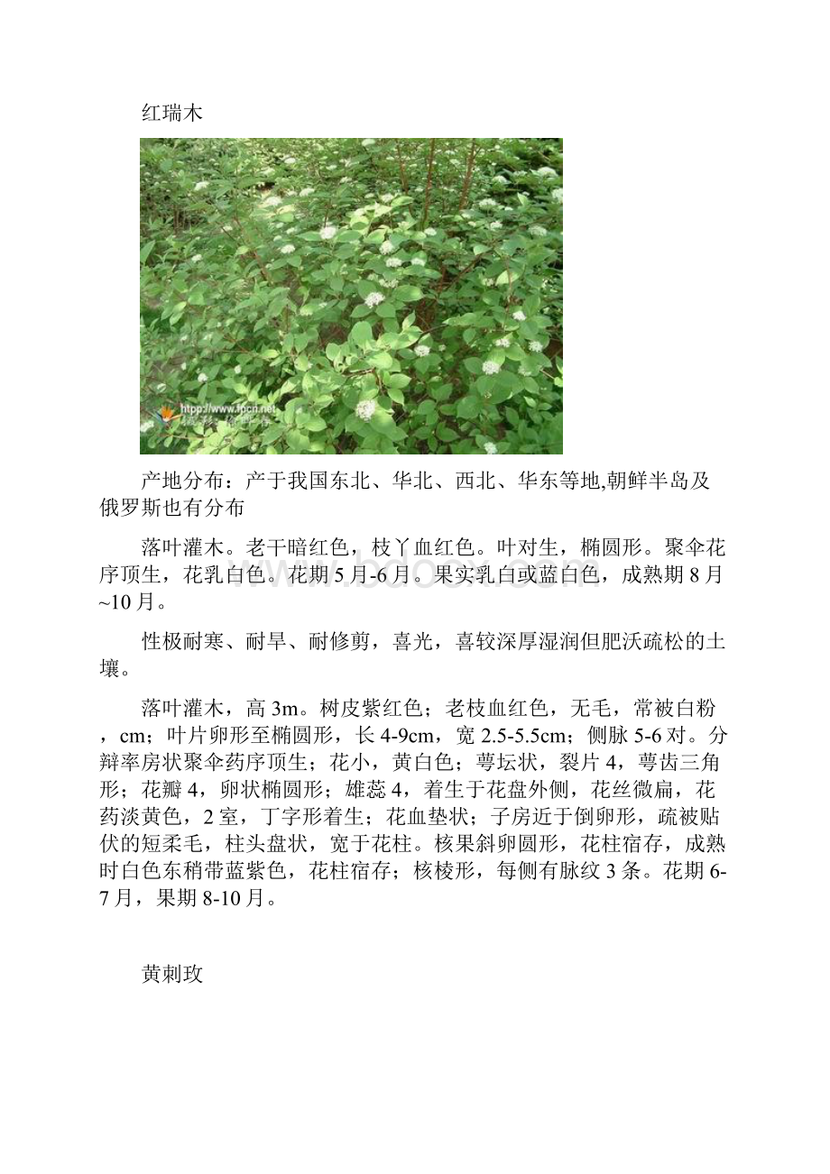 各种花卉资料汇总.docx_第3页