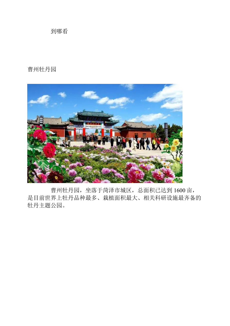 菏泽牡丹文化旅游节赏花攻略.docx_第3页