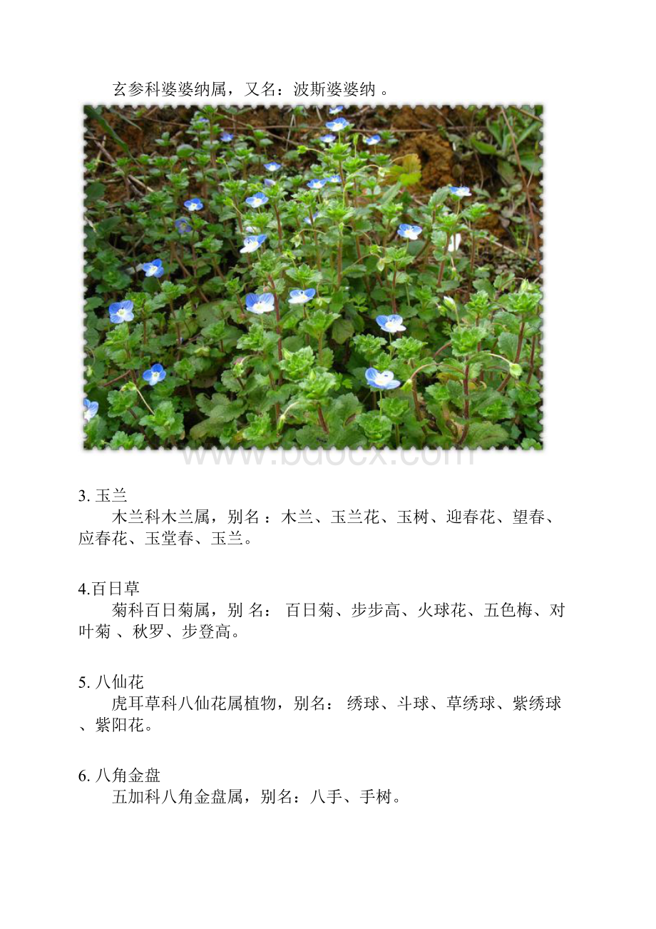 常见道路绿化园林绿化植物百余种附图之欧阳史创编.docx_第2页