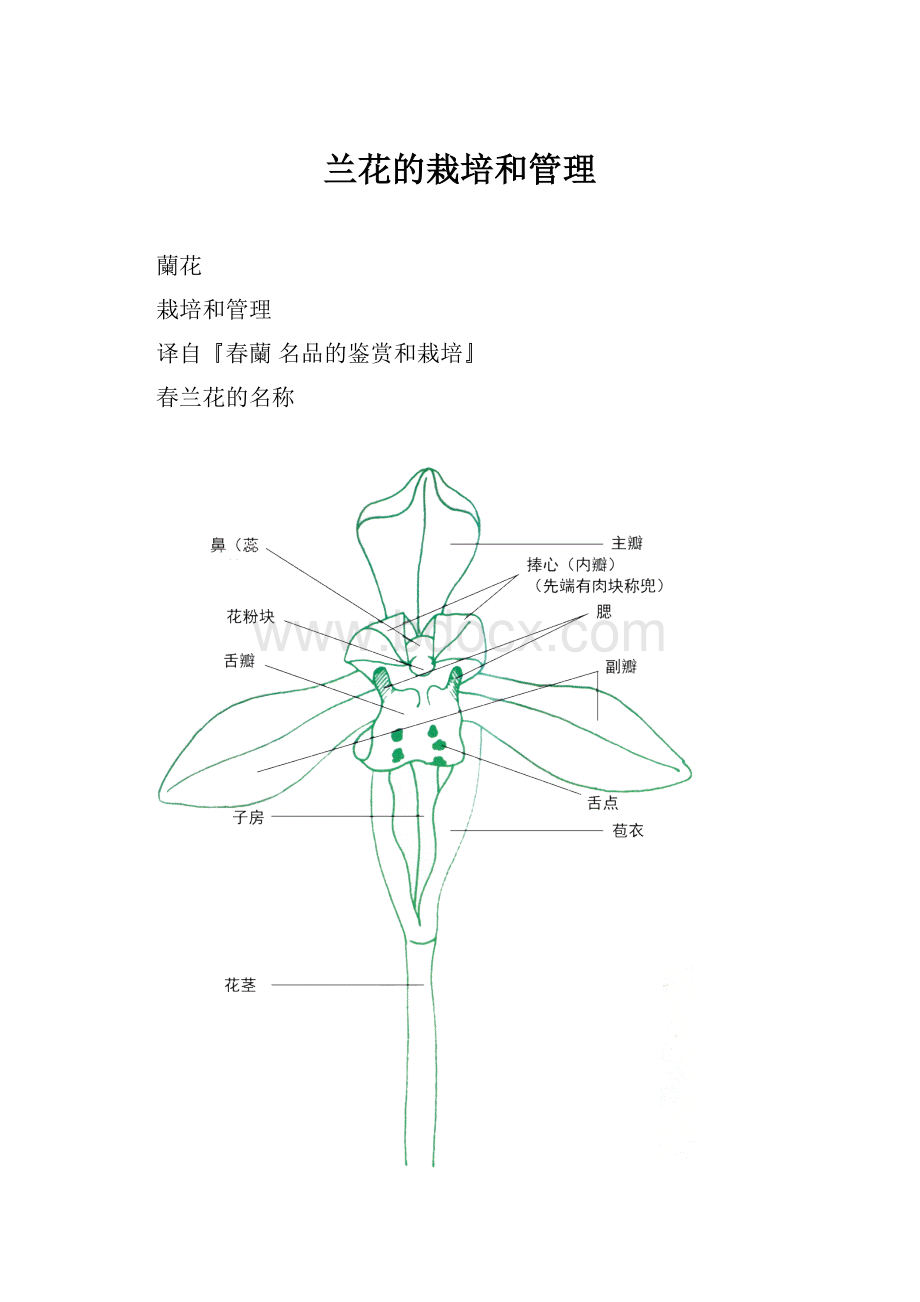 兰花的栽培和管理.docx