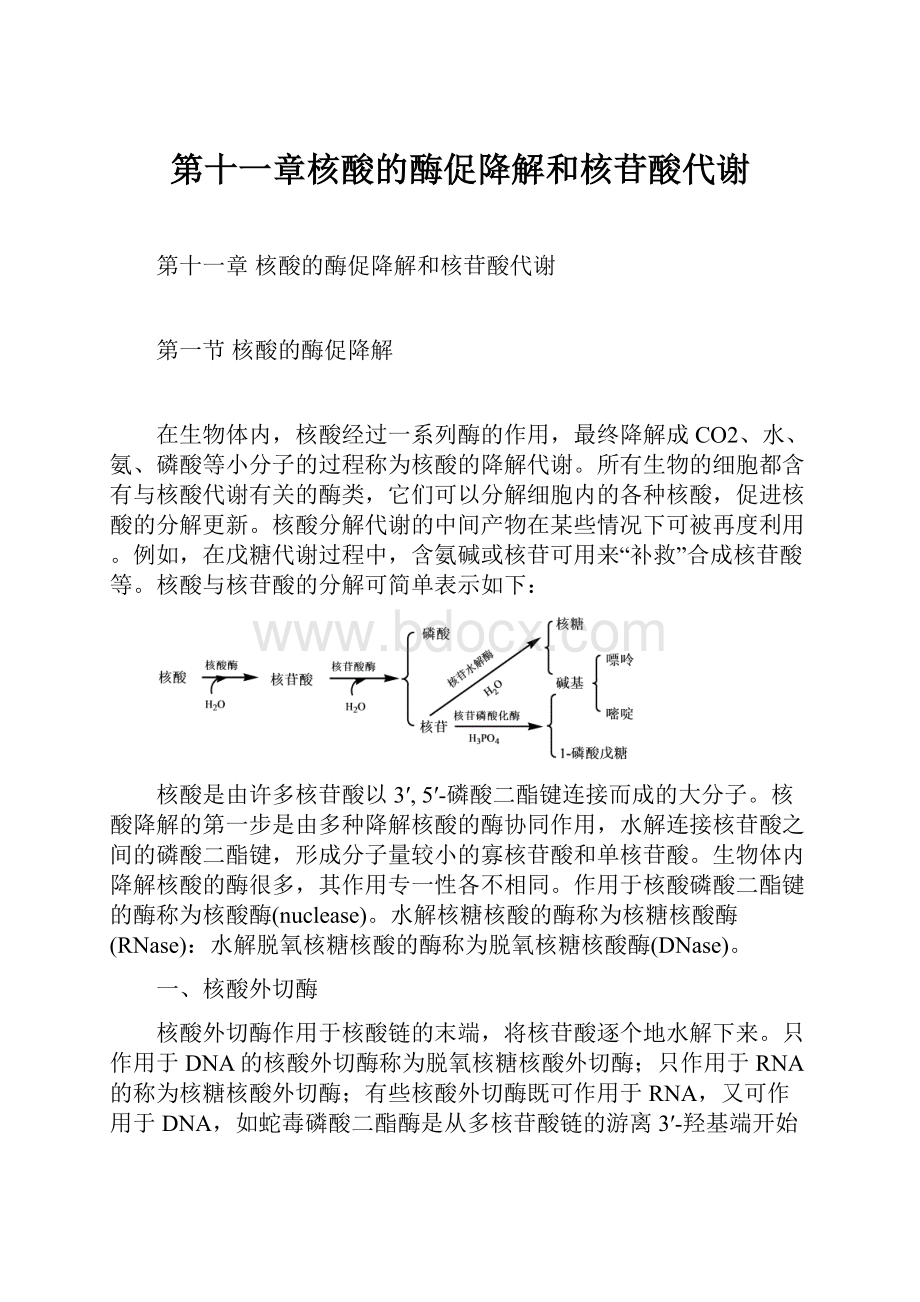 第十一章核酸的酶促降解和核苷酸代谢.docx_第1页