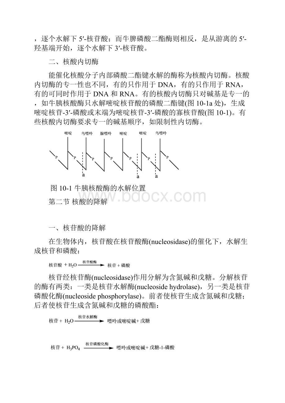 第十一章核酸的酶促降解和核苷酸代谢.docx_第2页