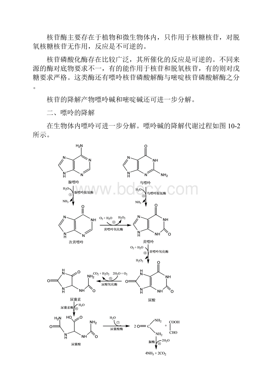 第十一章核酸的酶促降解和核苷酸代谢.docx_第3页