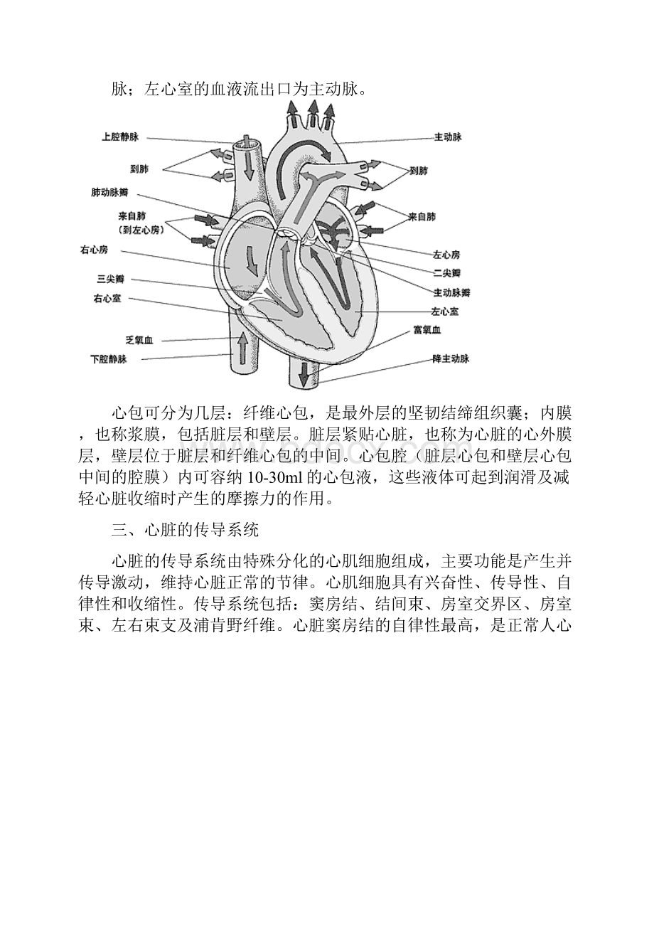 心脏地解剖结构及生理含彩图.docx_第2页