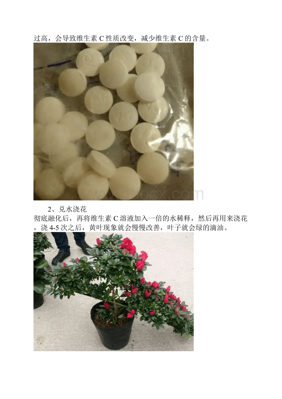 浇水时多一个小动作花疯长爆盆叶子绿得滴油.docx_第2页