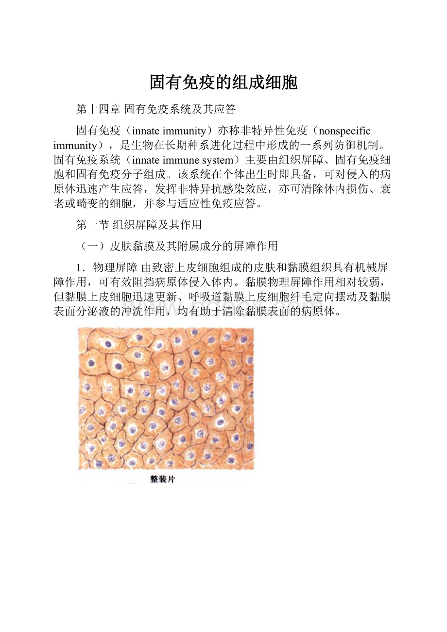 固有免疫的组成细胞.docx