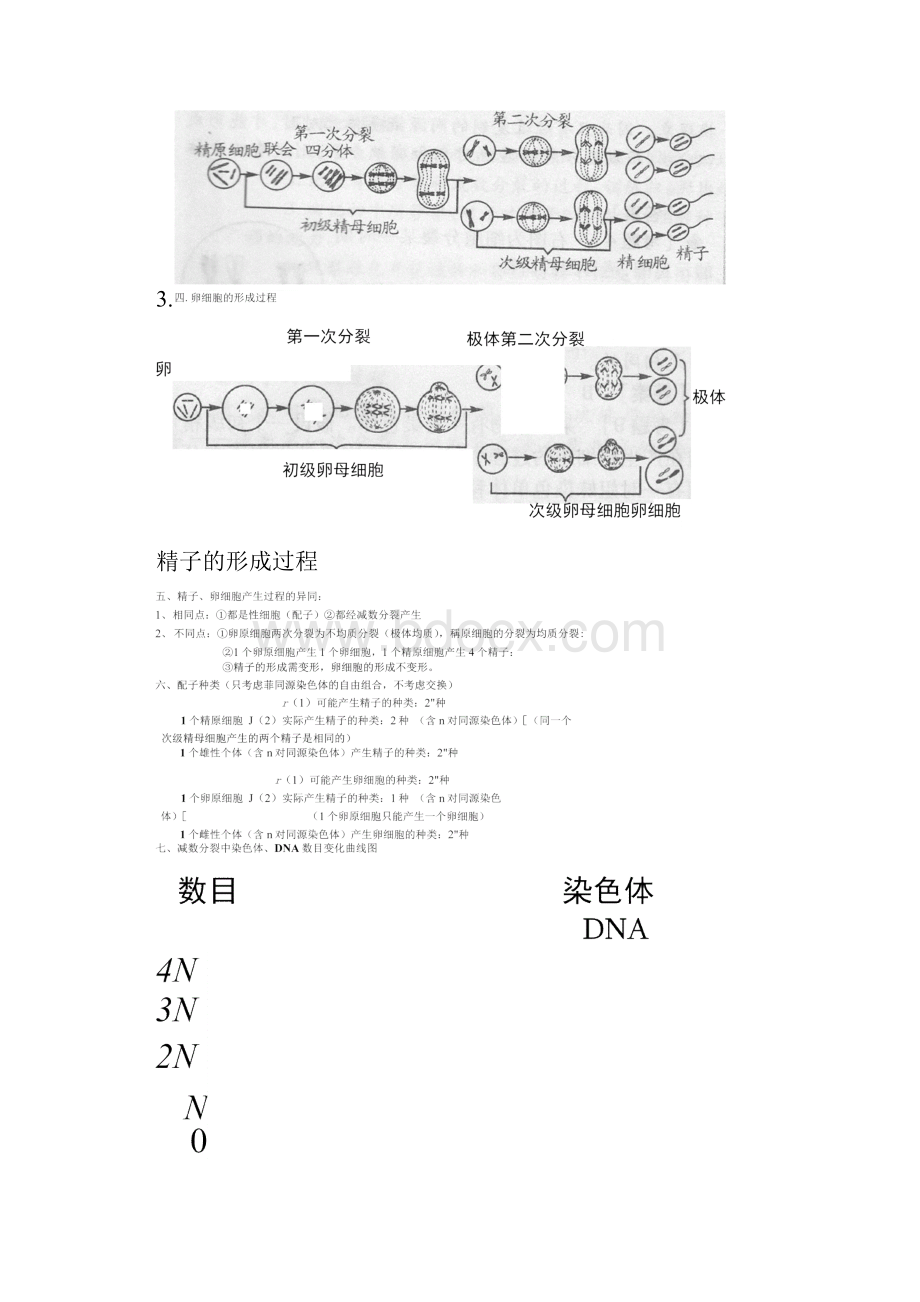 减数分裂知识点总结.docx_第2页