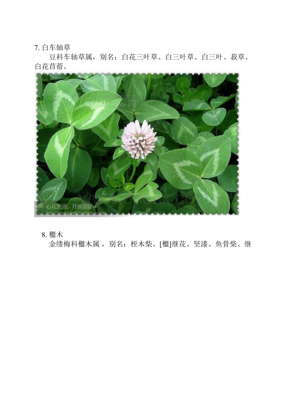 常见道路绿化园林绿化植物百余种附图之欧阳总创编.docx_第3页