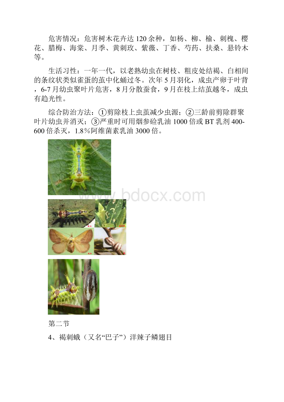 常见园林植物病虫害防治要点附图.docx_第3页