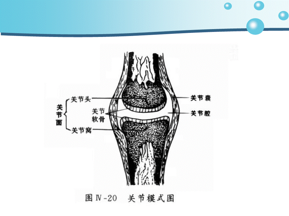 关节脱位护理.ppt_第3页