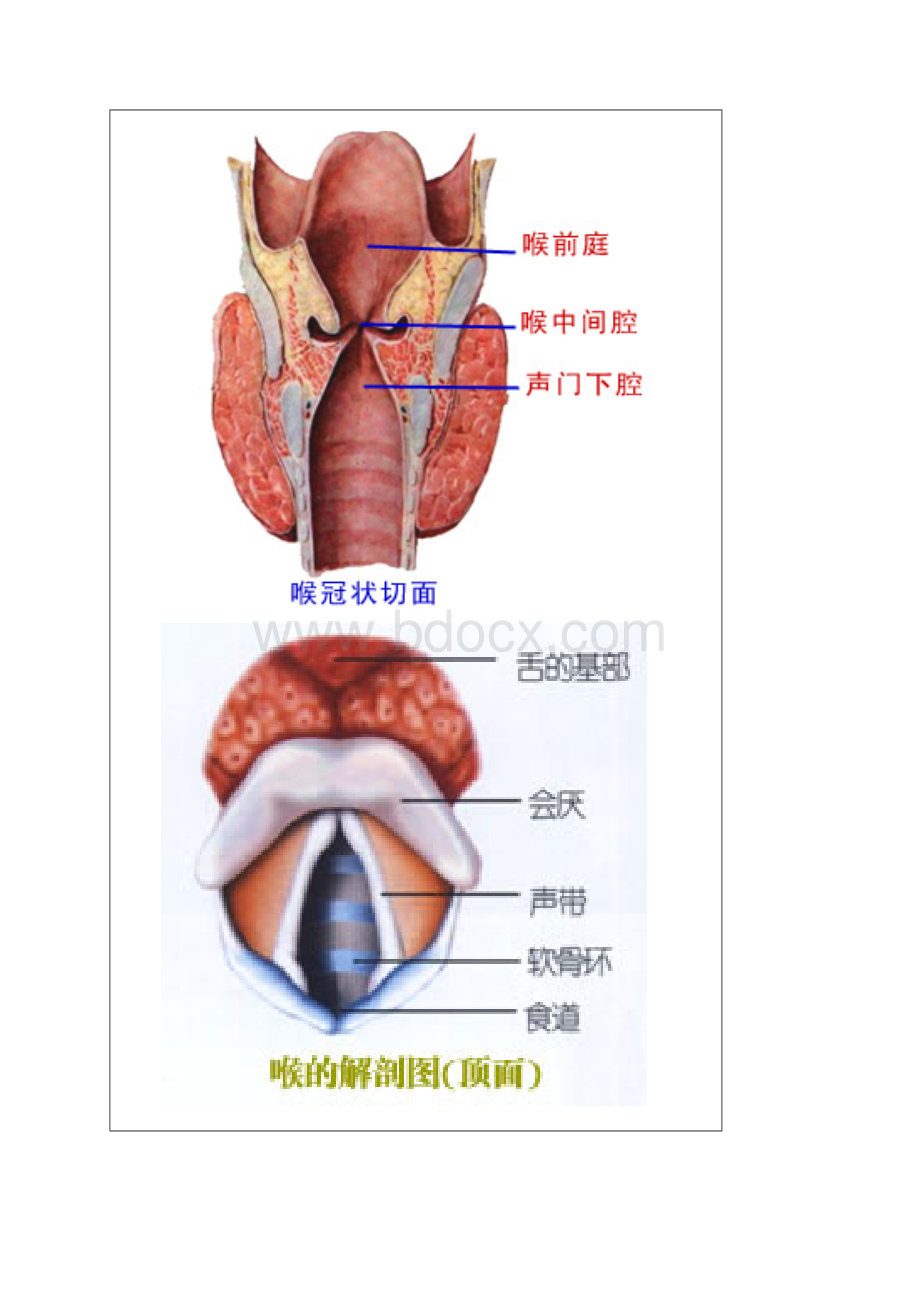 声音解剖图Word文档格式.docx_第3页