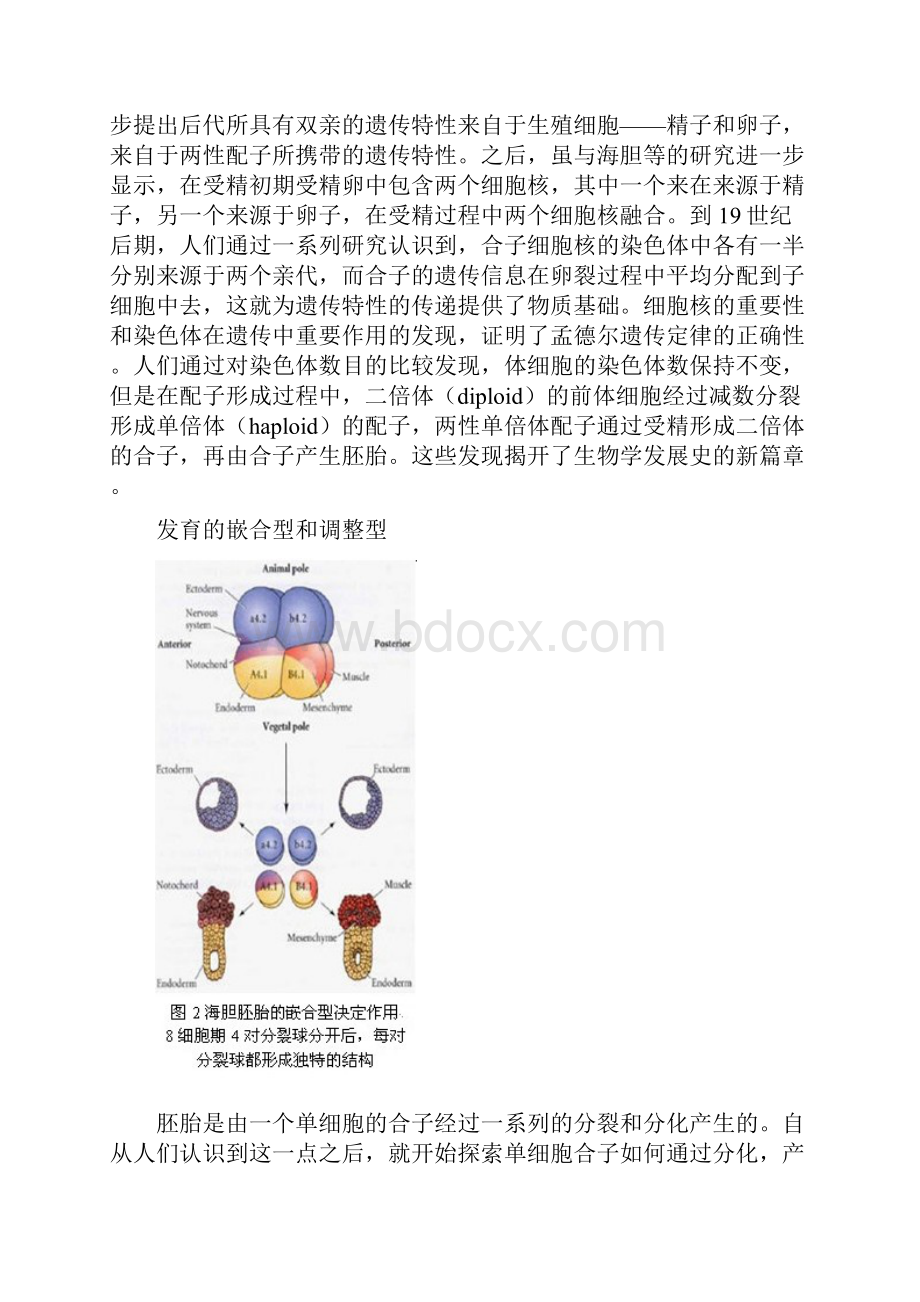 干细胞和发育生物学.docx_第3页