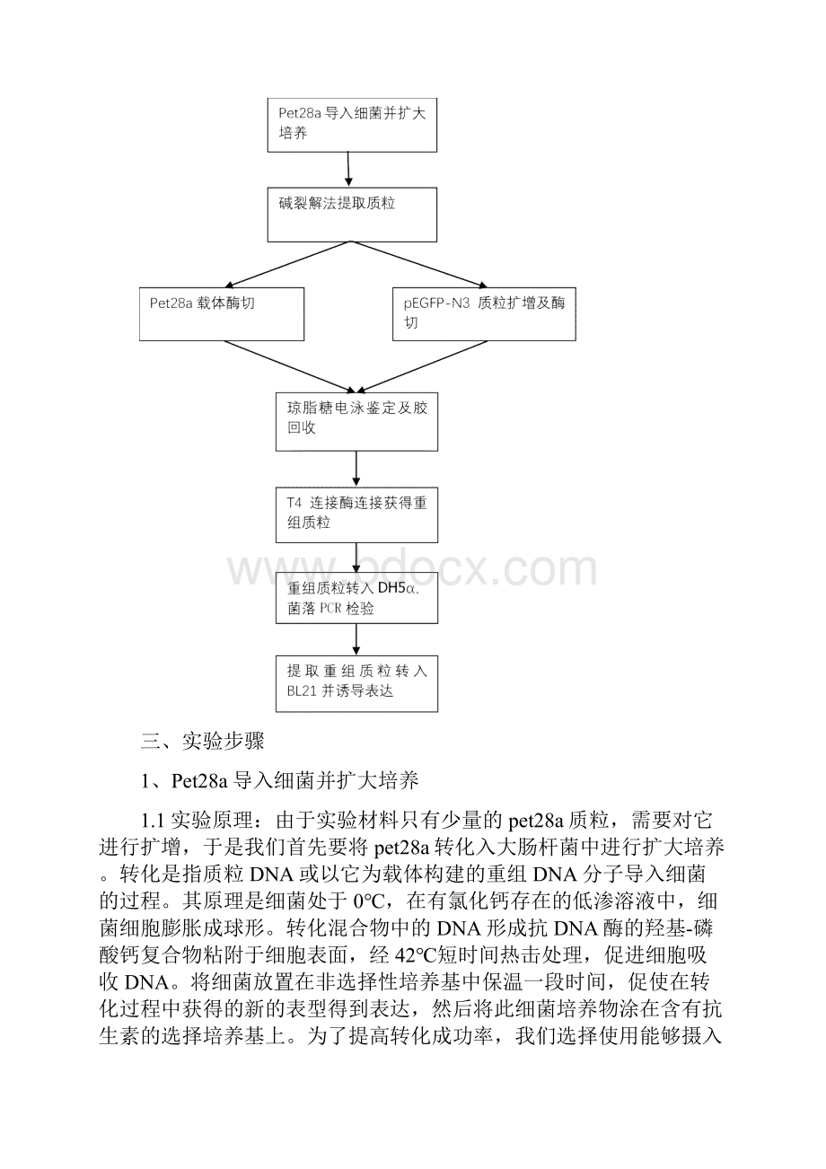 绿色荧光蛋白的克隆表达分子实验设计报告.docx_第2页