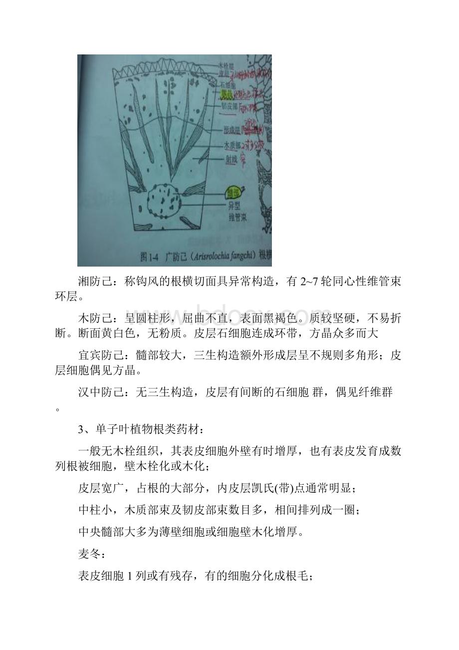 中药显微鉴定.docx_第3页