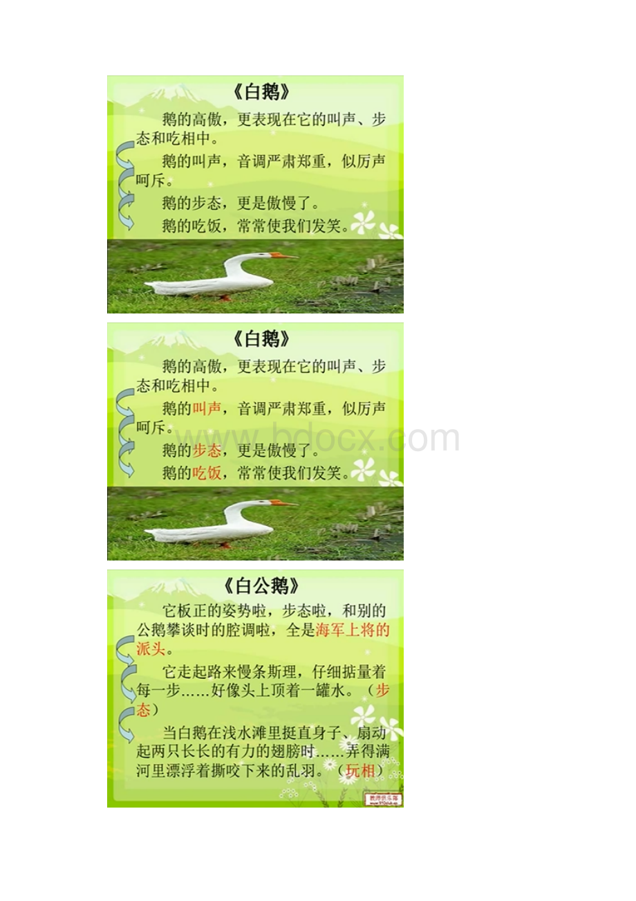 白鹅 白公鹅说异同文档格式.docx_第3页