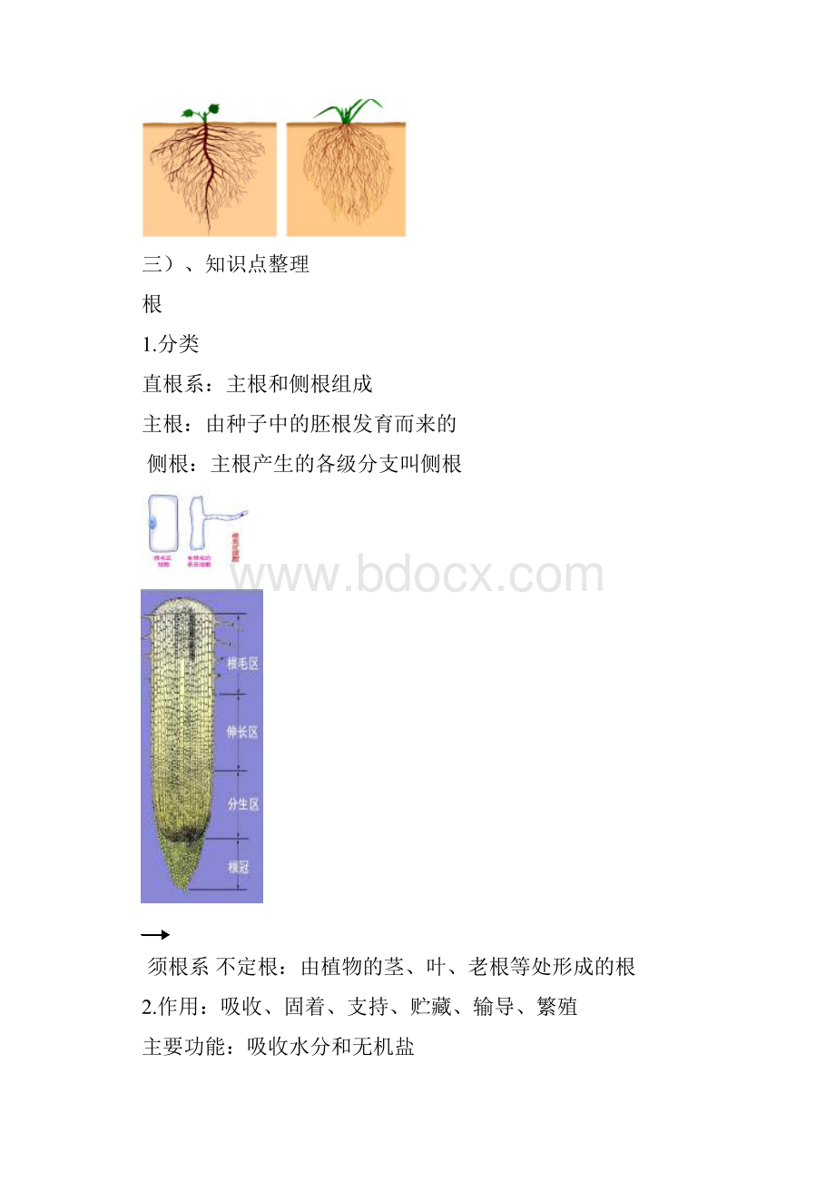 植物的新陈代谢学案及连案.docx_第3页